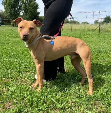 Carletto, male young Mixed Breed for adoption at Lega del Cane Milano