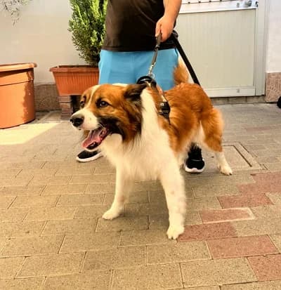 Charlie, male 7yo Mixed Breed for adoption at Lega del Cane Milano