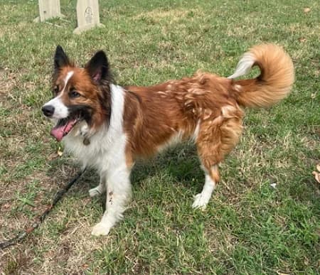 Charlie, male senior Mixed Breed for adoption at Lega del Cane Milano
