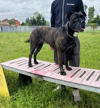 Cherry, female young Mixed Breed for adoption at Lega del Cane Milano