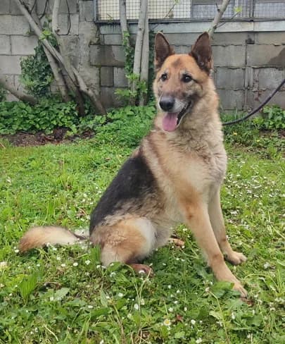 Ciccillo, male senior Mixed Breed for adoption at Lega del Cane Milano