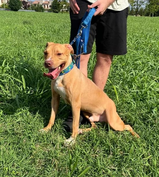 Clyde, male young Mixed Breed for adoption at Lega del Cane Milano