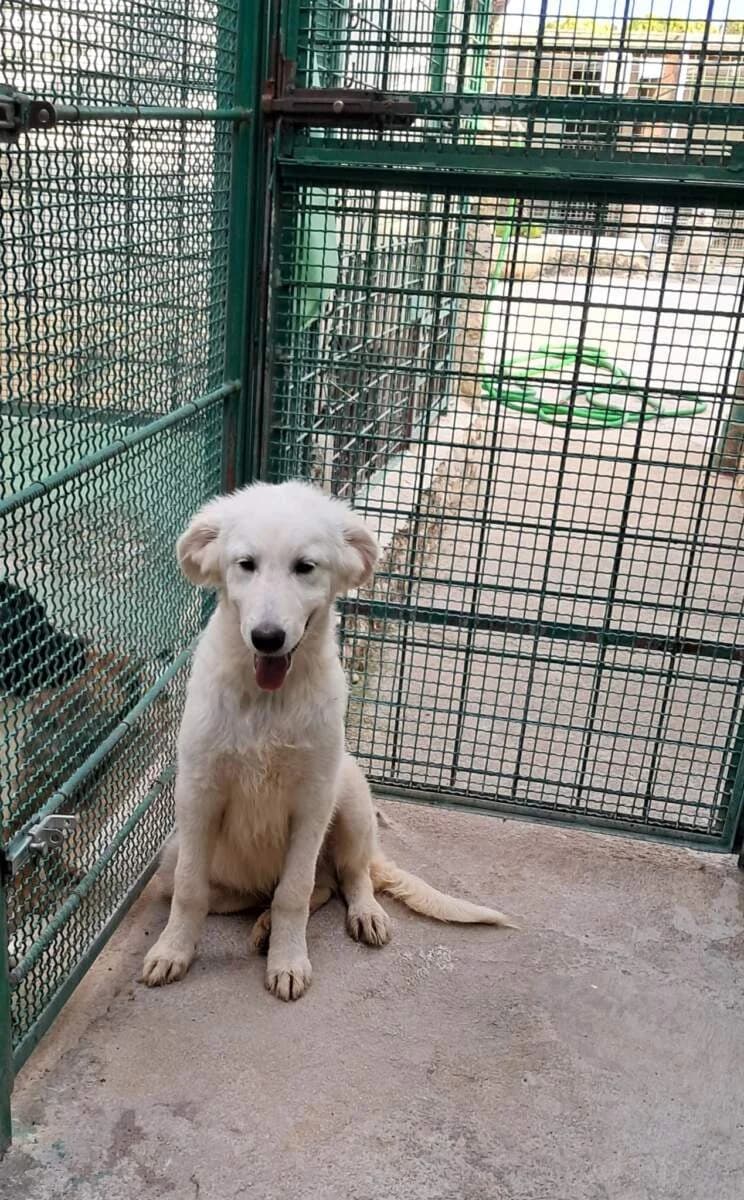 Daniele, male puppy Mixed Breed for adoption at Lega del Cane Milano