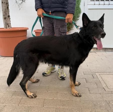 Duchessa, female 6yo Mixed Breed for adoption at Lega del Cane Milano