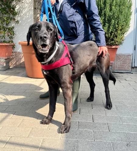 Elija, female 5yo Mixed Breed for adoption at Lega del Cane Milano