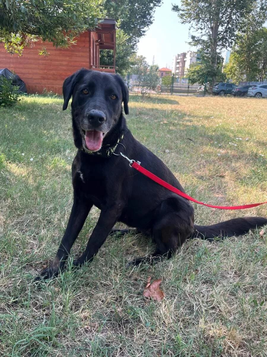 Elija, female 5yo Mixed Breed for adoption at Lega del Cane Milano