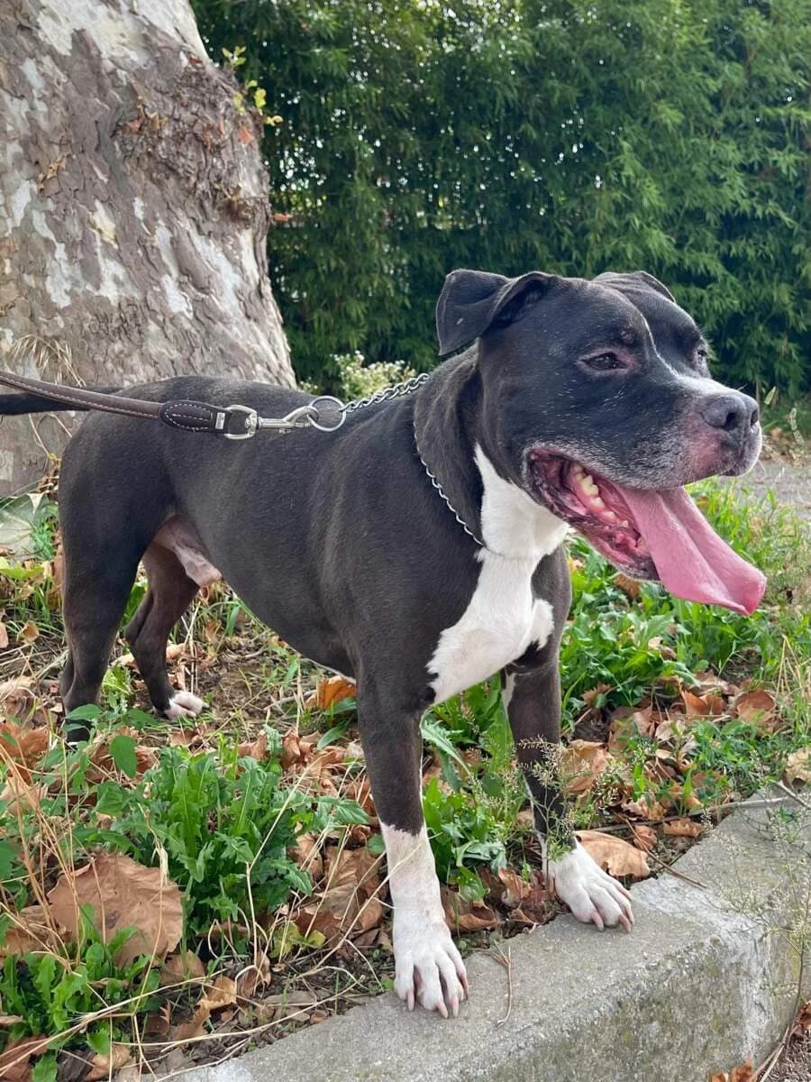 Flaco, male senior Mixed Breed for adoption at Lega del Cane Milano
