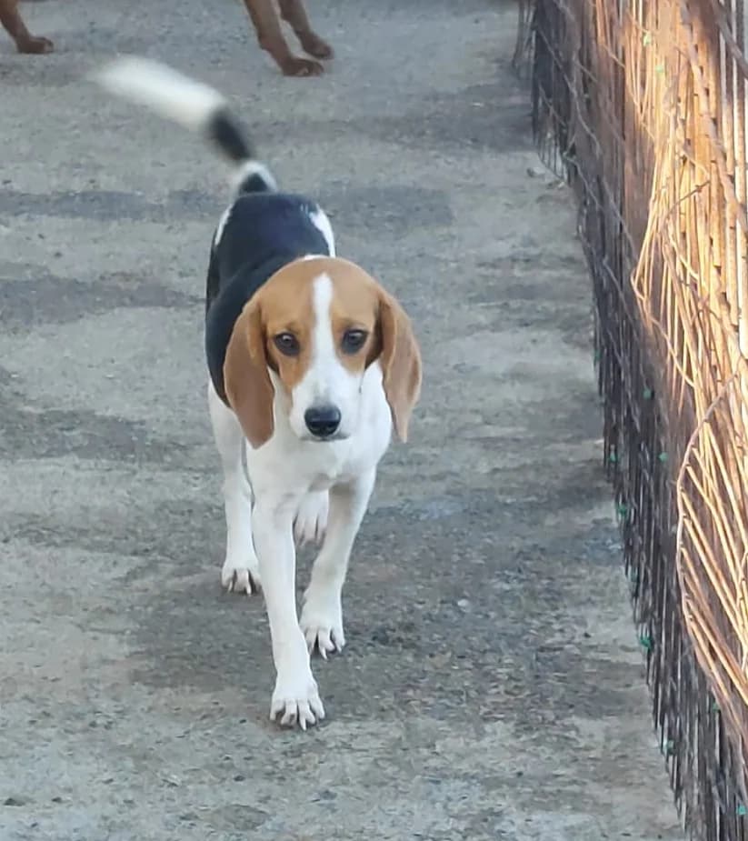 Fox- in arrivo, male Mixed Breed for adoption at Lega del Cane Milano