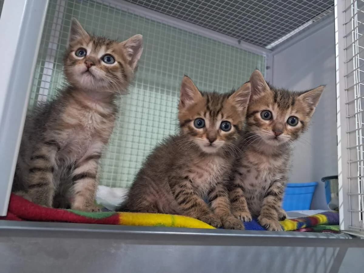 GATTINI- IN ARRIVO, female Mixed Breed for adoption at Lega del Cane Milano