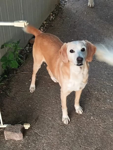 Giselle, female 7yo Mixed Breed for adoption at Lega del Cane Milano