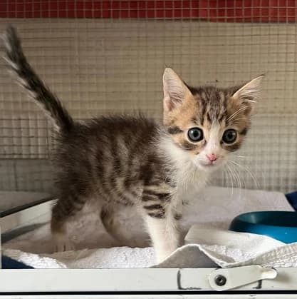 Giulio, male puppy Mixed Breed for adoption at Lega del Cane Milano