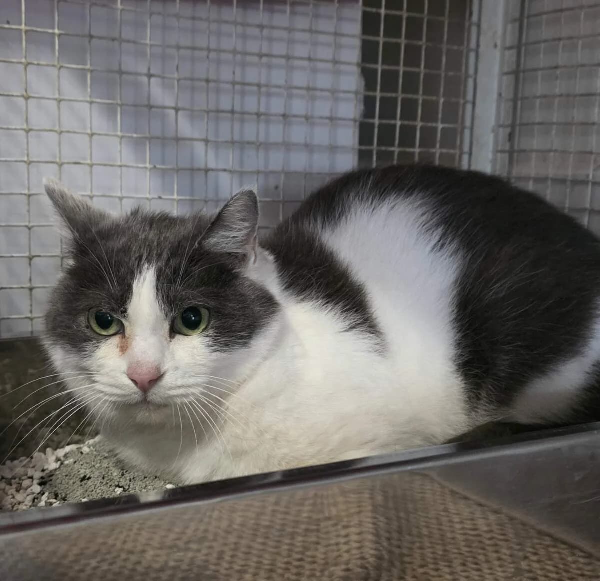 Grace, female senior Mixed Breed for adoption at Lega del Cane Milano