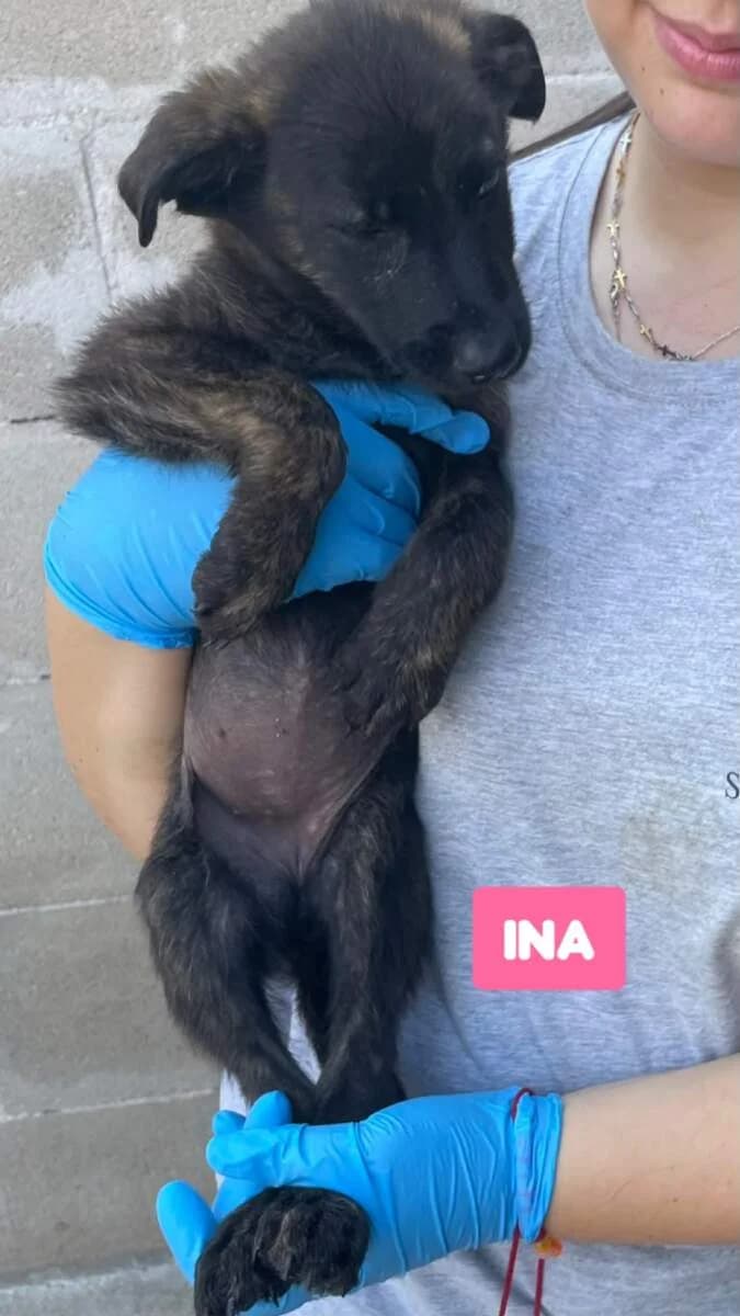 Ina, female puppy Mixed Breed for adoption at Lega del Cane Milano