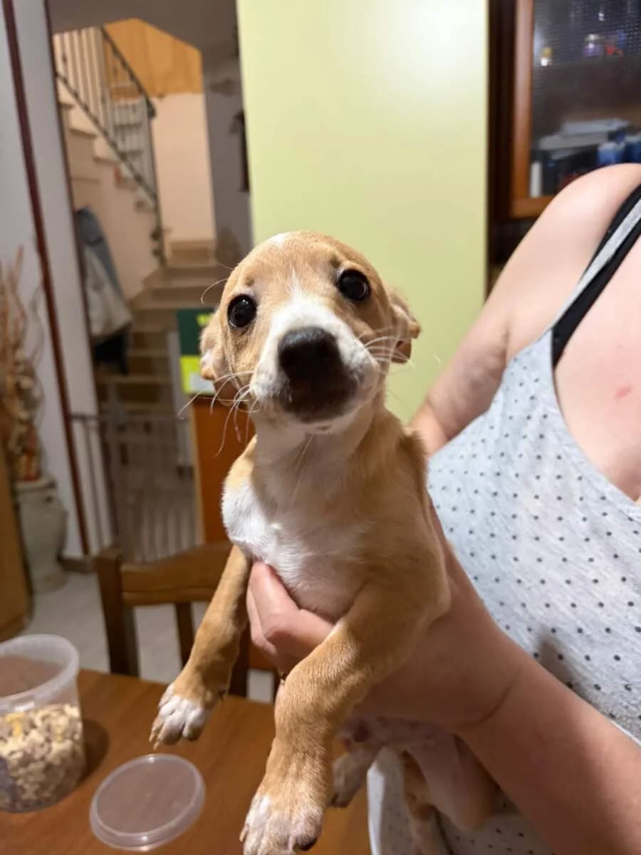 Jerry, male puppy Mixed Breed for adoption at Lega del Cane Milano