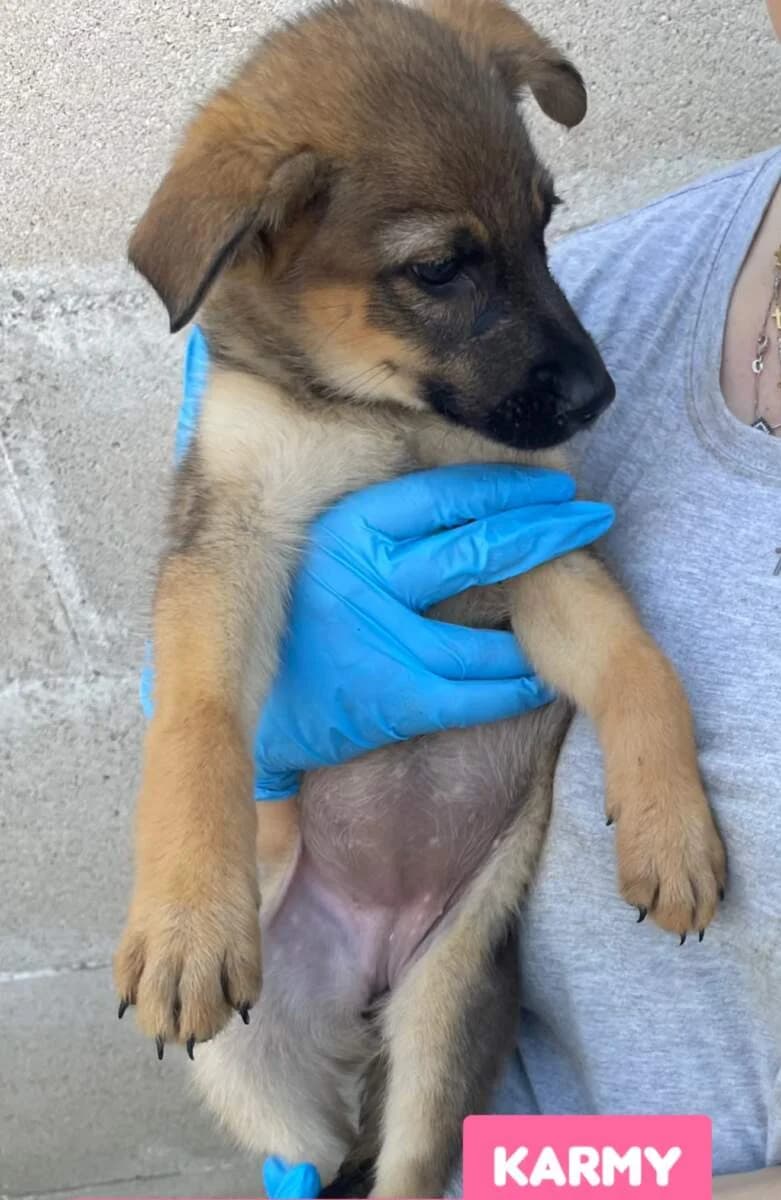 Karmy, female puppy Mixed Breed for adoption at Lega del Cane Milano
