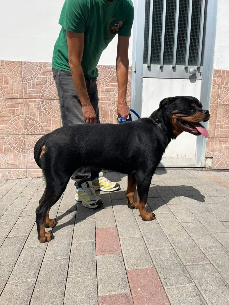 Leslie, female young Mixed Breed for adoption at Lega del Cane Milano