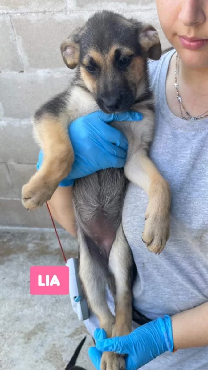 Lia, female puppy Mixed Breed for adoption at Lega del Cane Milano