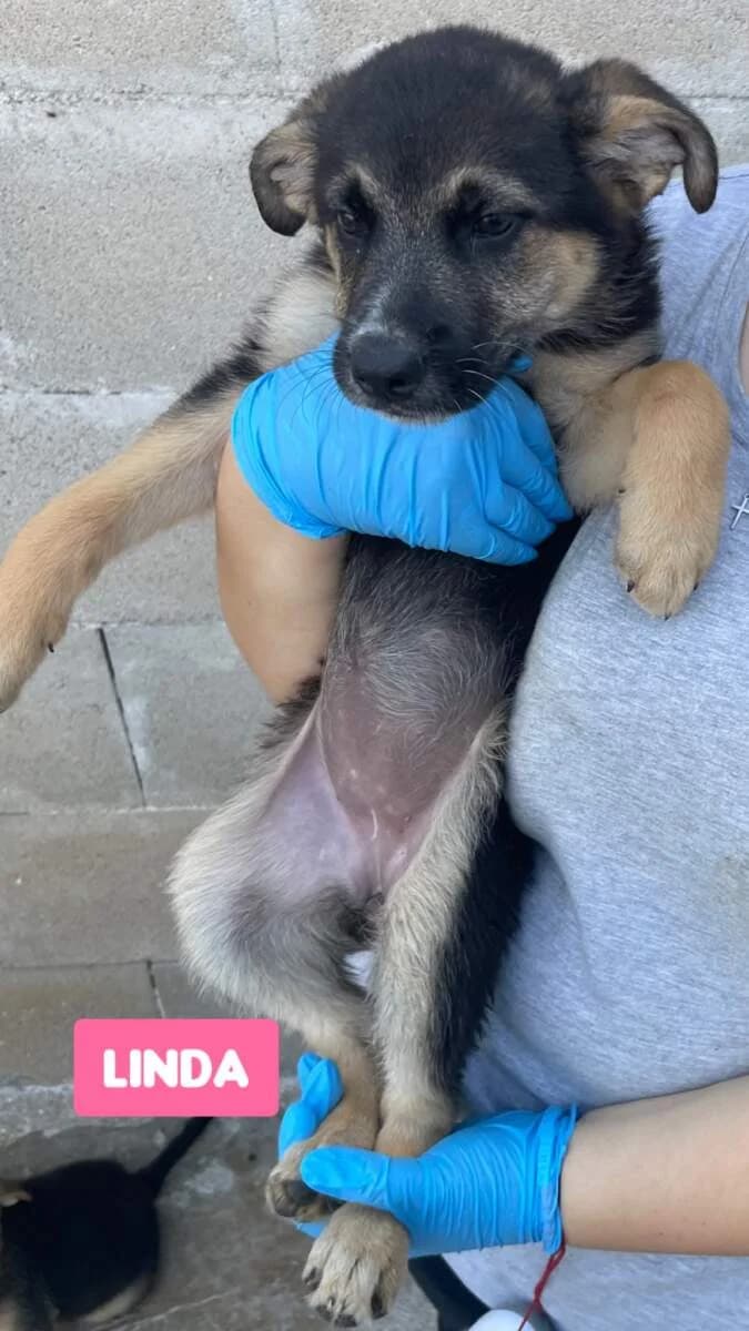Linda, female puppy Mixed Breed for adoption at Lega del Cane Milano