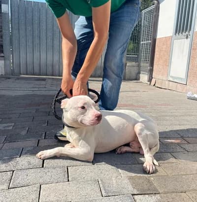 Malibù, male young Mixed Breed for adoption at Lega del Cane Milano