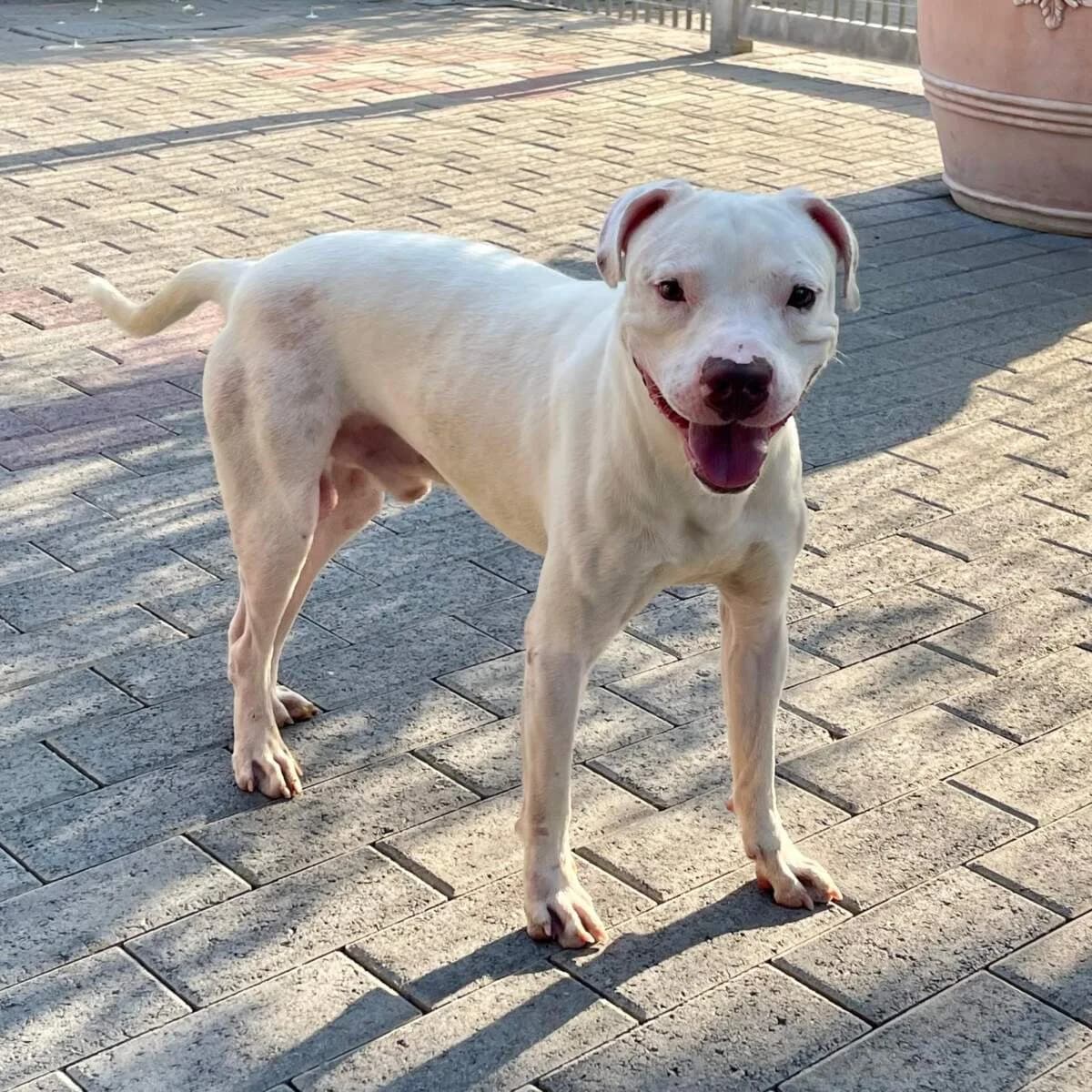Malibรน, male young Mixed Breed for adoption at Lega del Cane Milano