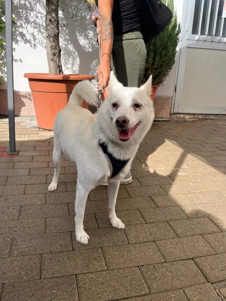 Manila, female 5yo Mixed Breed for adoption at Lega del Cane Milano