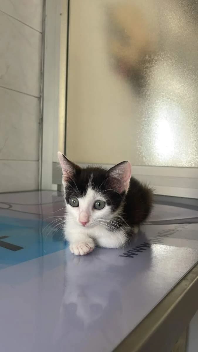 Marietto, male puppy Mixed Breed for adoption at Lega del Cane Milano