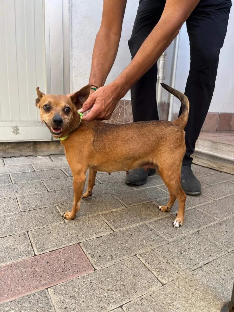 Mercoledi, female senior Mixed Breed for adoption at Lega del Cane Milano