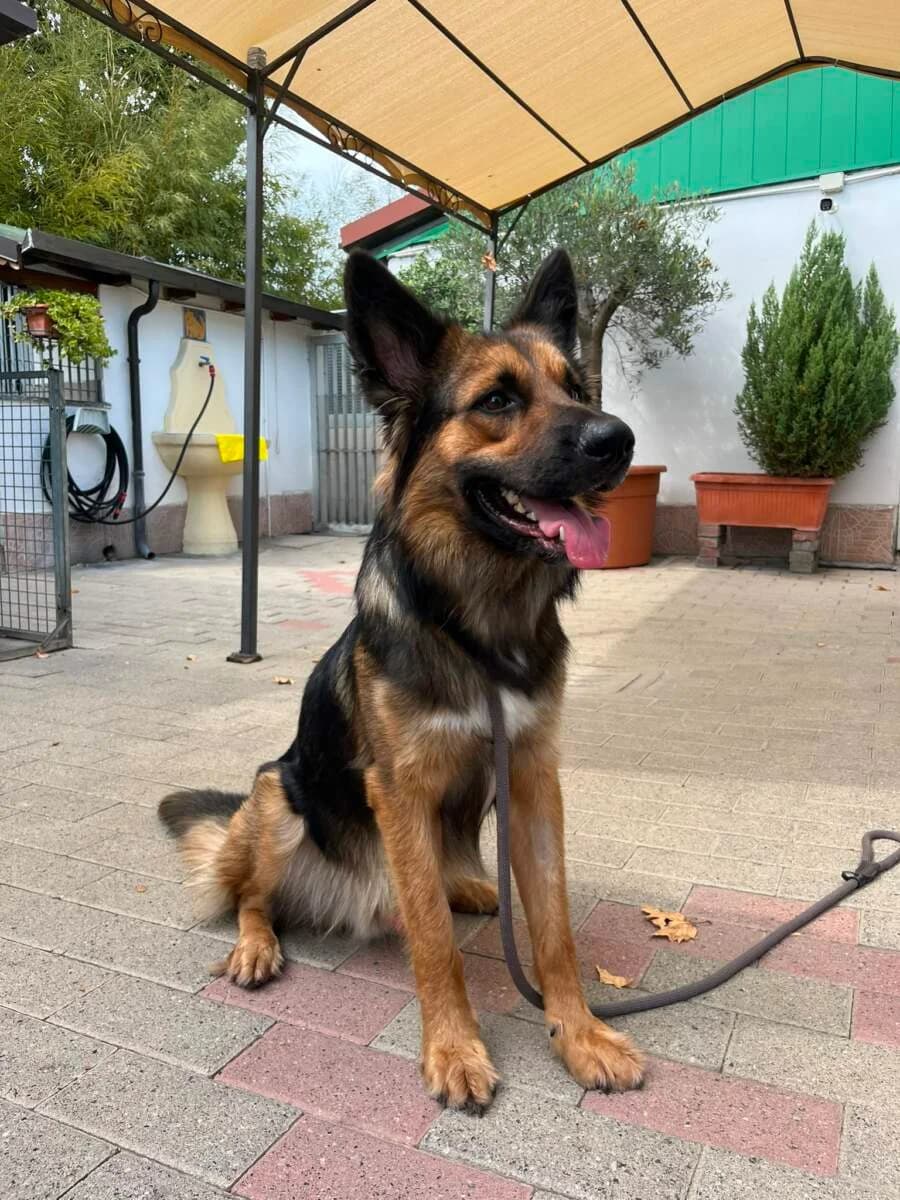 Neo, male young Mixed Breed for adoption at Lega del Cane Milano
