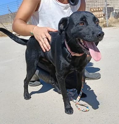 Nereo, male 3yo Mixed Breed for adoption at Lega del Cane Milano