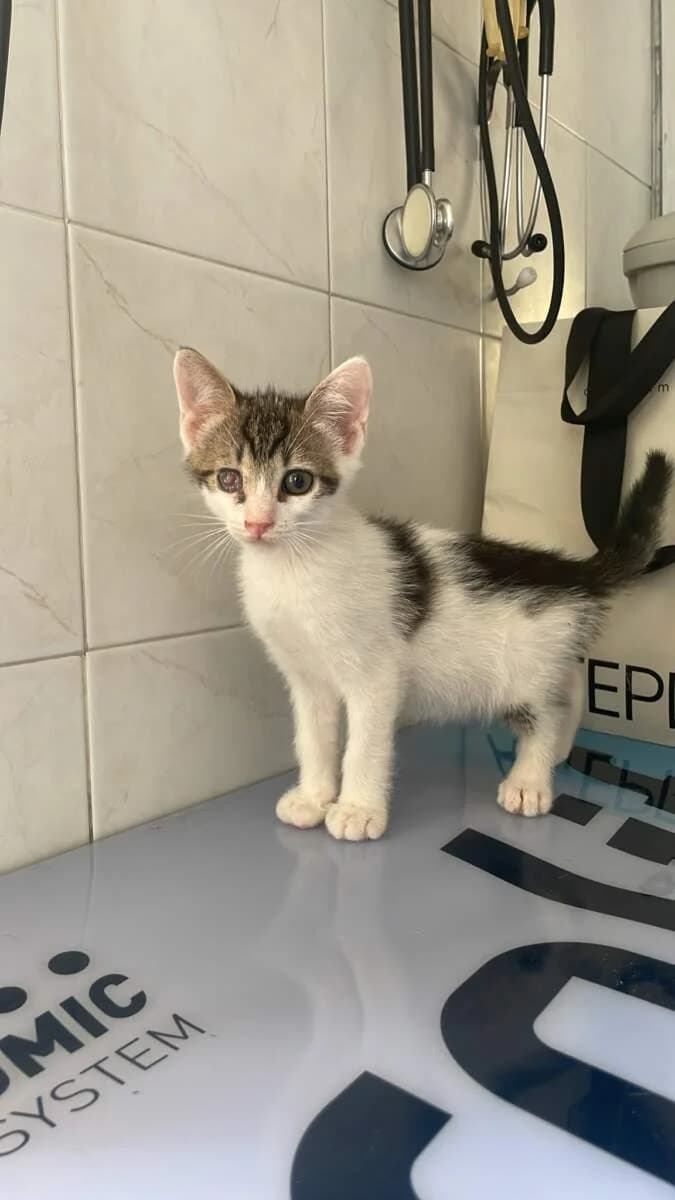 Occhiolino, male puppy Mixed Breed for adoption at Lega del Cane Milano