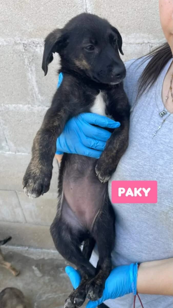 Paky, female puppy Mixed Breed for adoption at Lega del Cane Milano