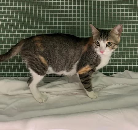 Penelope, female young Mixed Breed for adoption at Lega del Cane Milano