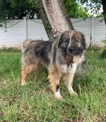 Prugna, female 3yo Mixed Breed for adoption at Lega del Cane Milano