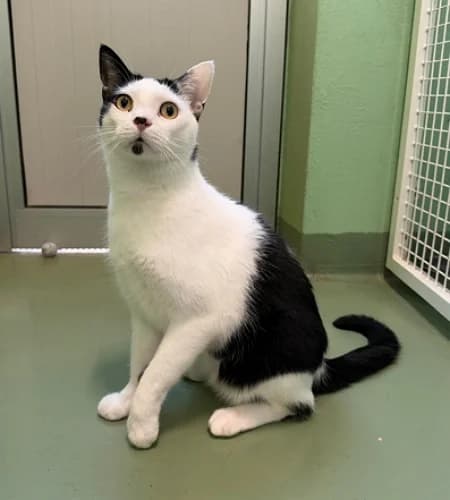 Ragnar, male 5yo Mixed Breed for adoption at Lega del Cane Milano