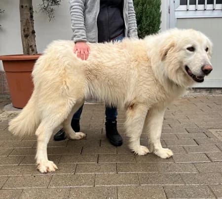 Rambo, male 6yo Mixed Breed for adoption at Lega del Cane Milano