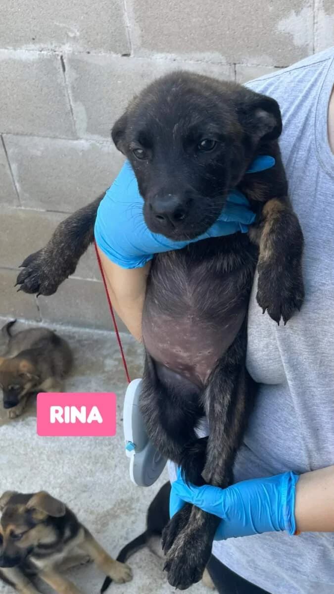 Rina, female puppy Mixed Breed for adoption at Lega del Cane Milano
