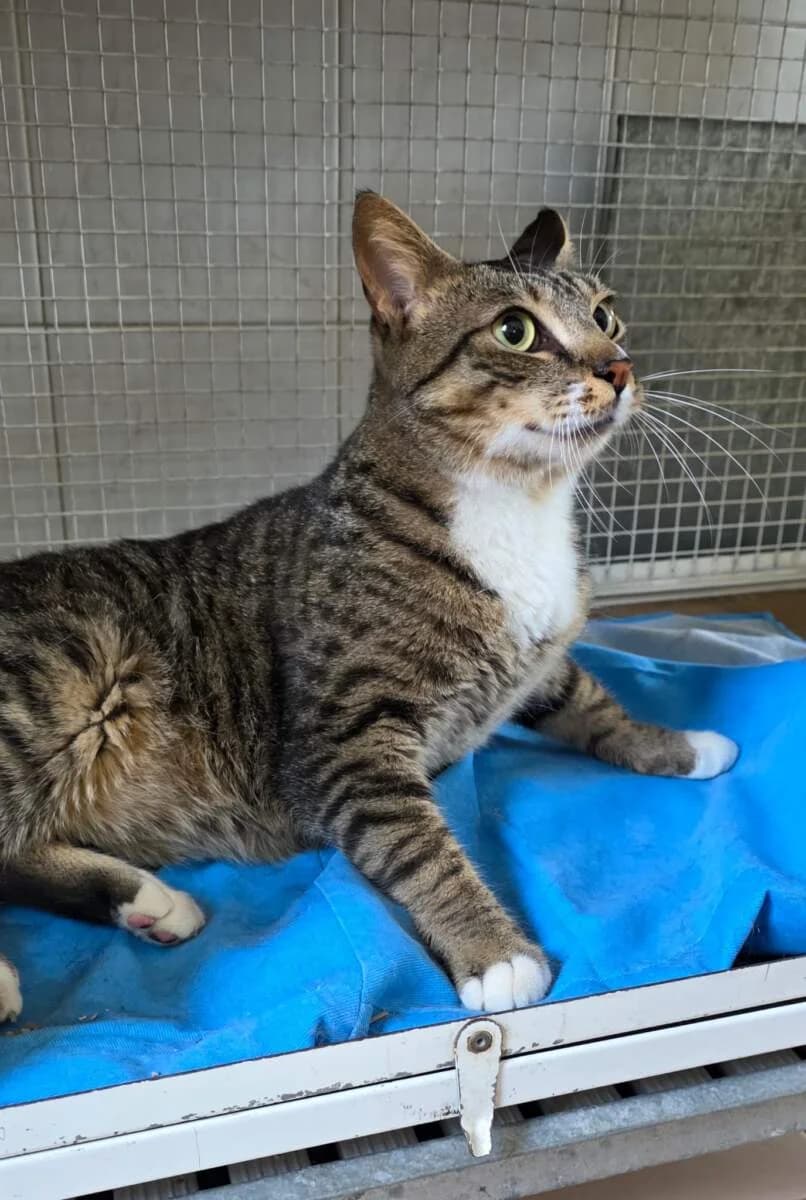 Santolino, male 3yo Mixed Breed for adoption at Lega del Cane Milano