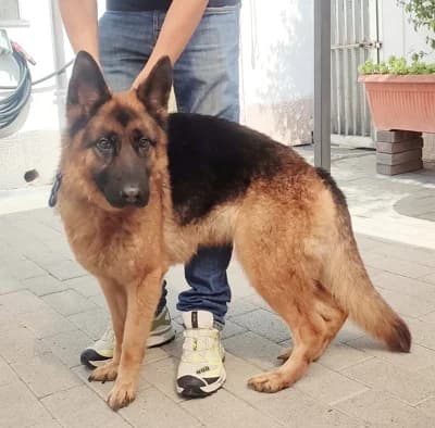 Sceker, female 3yo Mixed Breed for adoption at Lega del Cane Milano