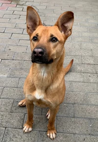Simba, male young Mixed Breed for adoption at Lega del Cane Milano