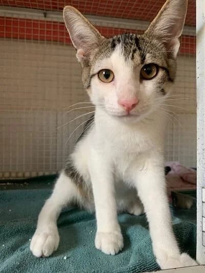 Smooky, male puppy Mixed Breed for adoption at Lega del Cane Milano