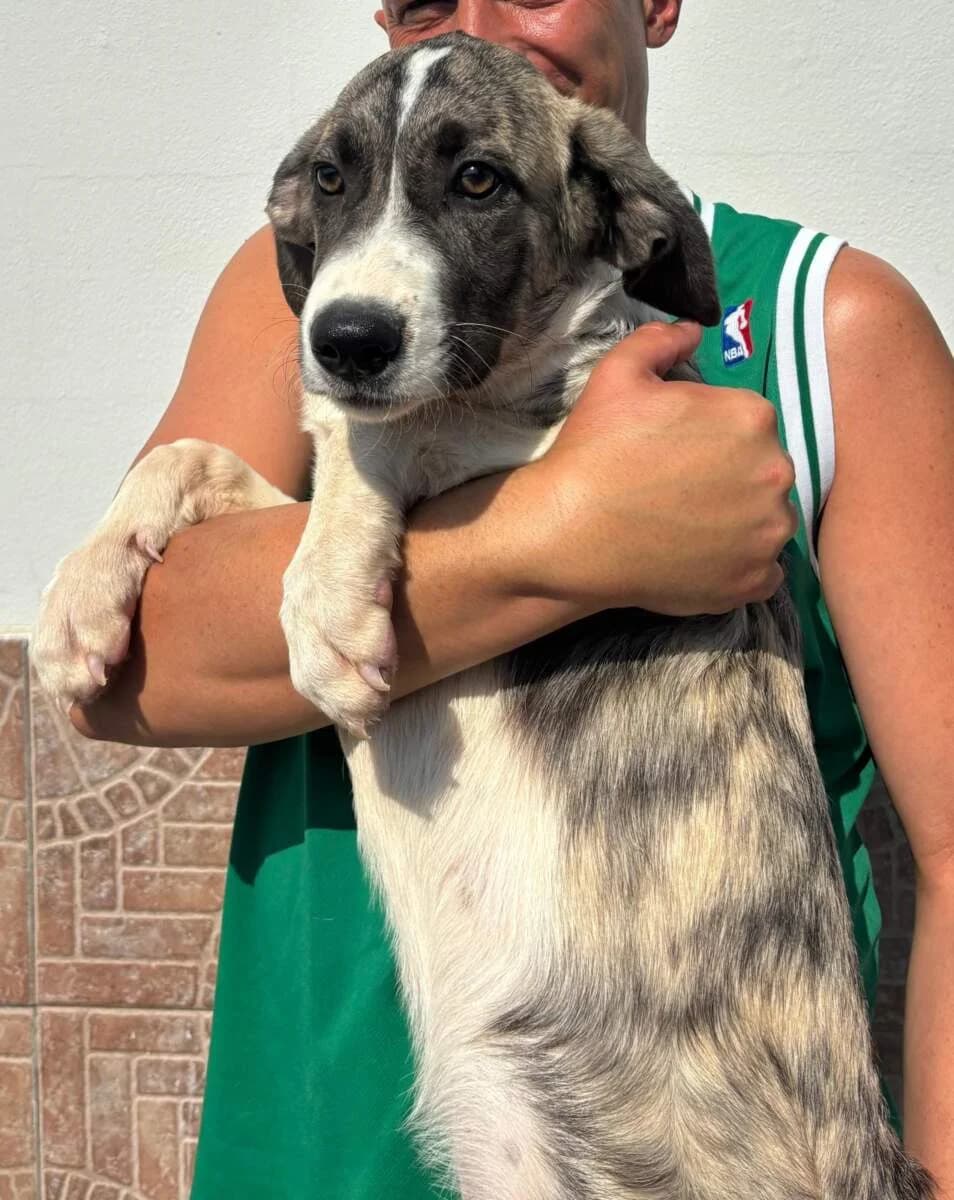 Tarallo, male puppy Mixed Breed for adoption at Lega del Cane Milano