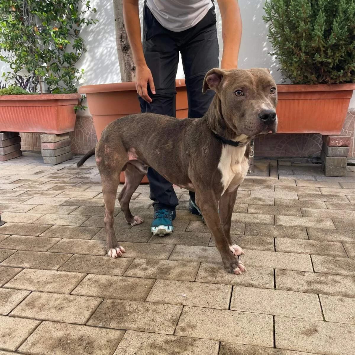 Tayson, male young Mixed Breed for adoption at Lega del Cane Milano