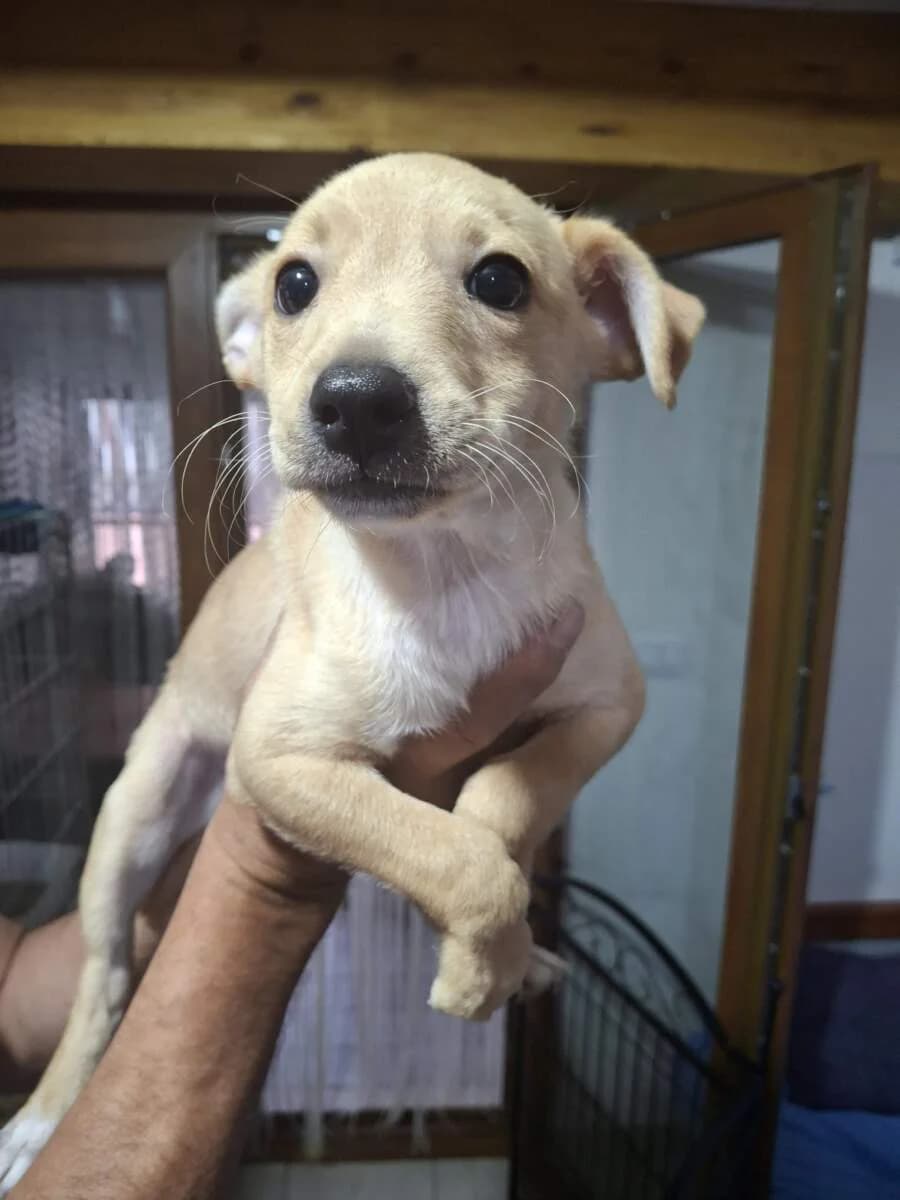 Teddy, male puppy Mixed Breed for adoption at Lega del Cane Milano