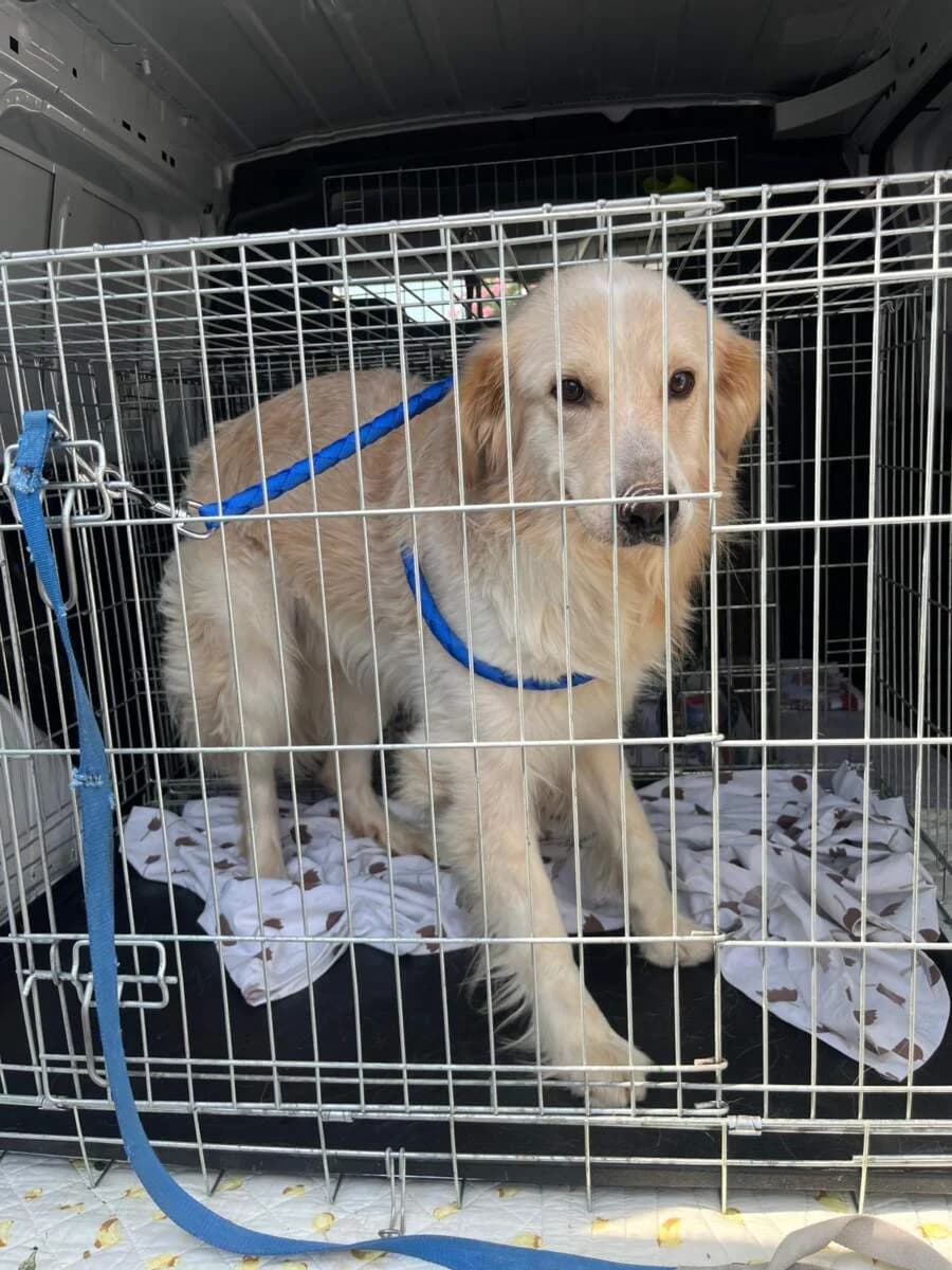 Thiago, male 3yo Mixed Breed for adoption at Lega del Cane Milano