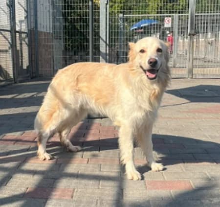 Thiago, male 3yo Mixed Breed for adoption at Lega del Cane Milano