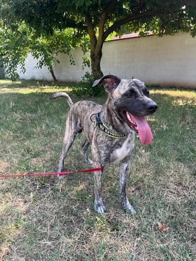 Vito, male young Mixed Breed for adoption at Lega del Cane Milano
