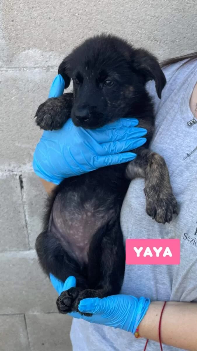 Yaya, female puppy Mixed Breed for adoption at Lega del Cane Milano