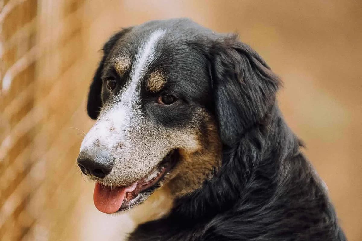 Aramis, male 4yo Mixed Breed for adoption at Lega del Cane Palermo