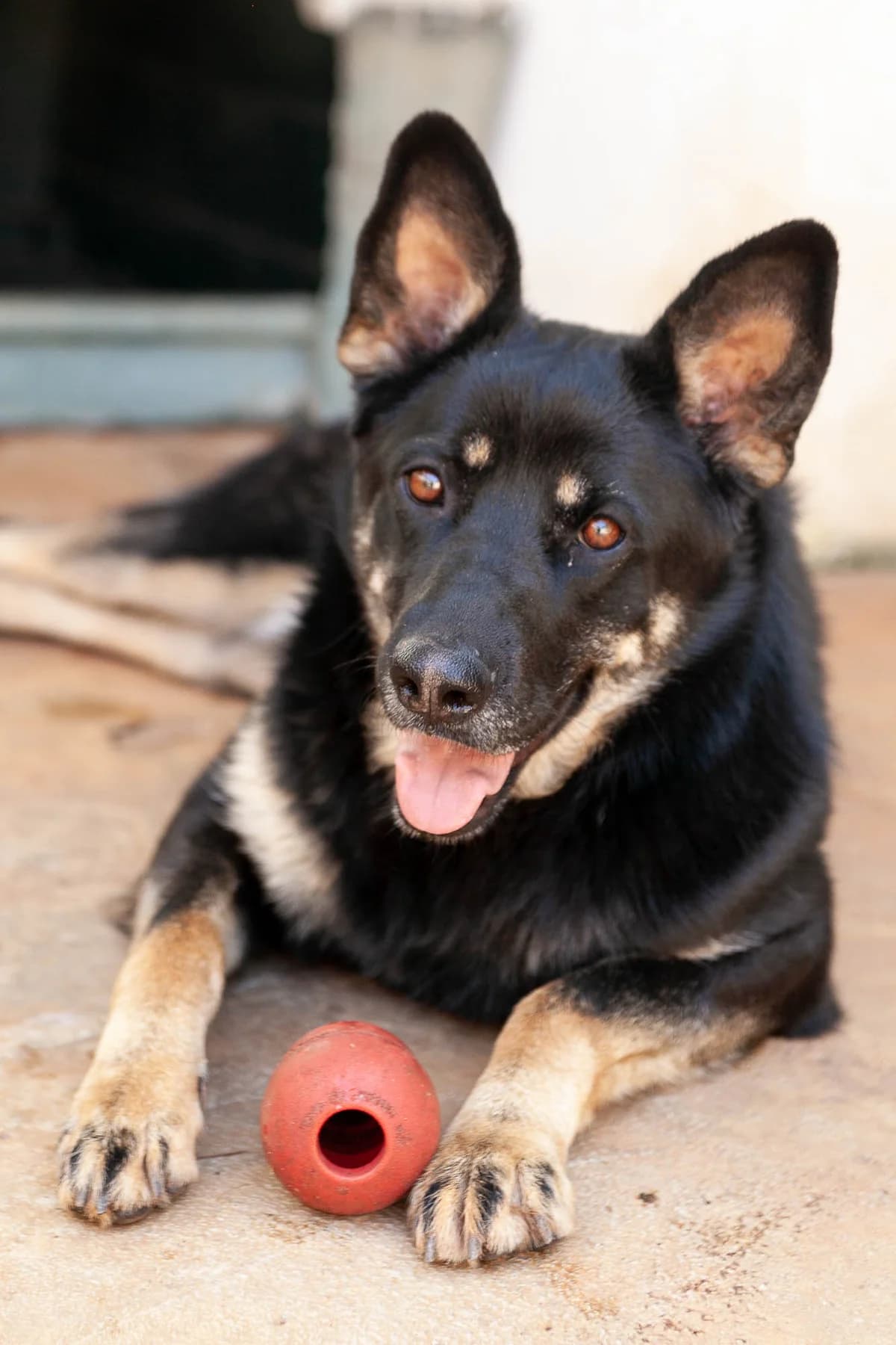 Athena, female 7yo Mixed Breed for adoption at Lega del Cane Palermo