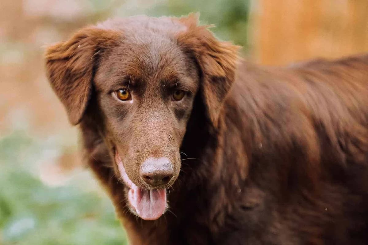 Bea, female 4yo Mixed Breed for adoption at Lega del Cane Palermo